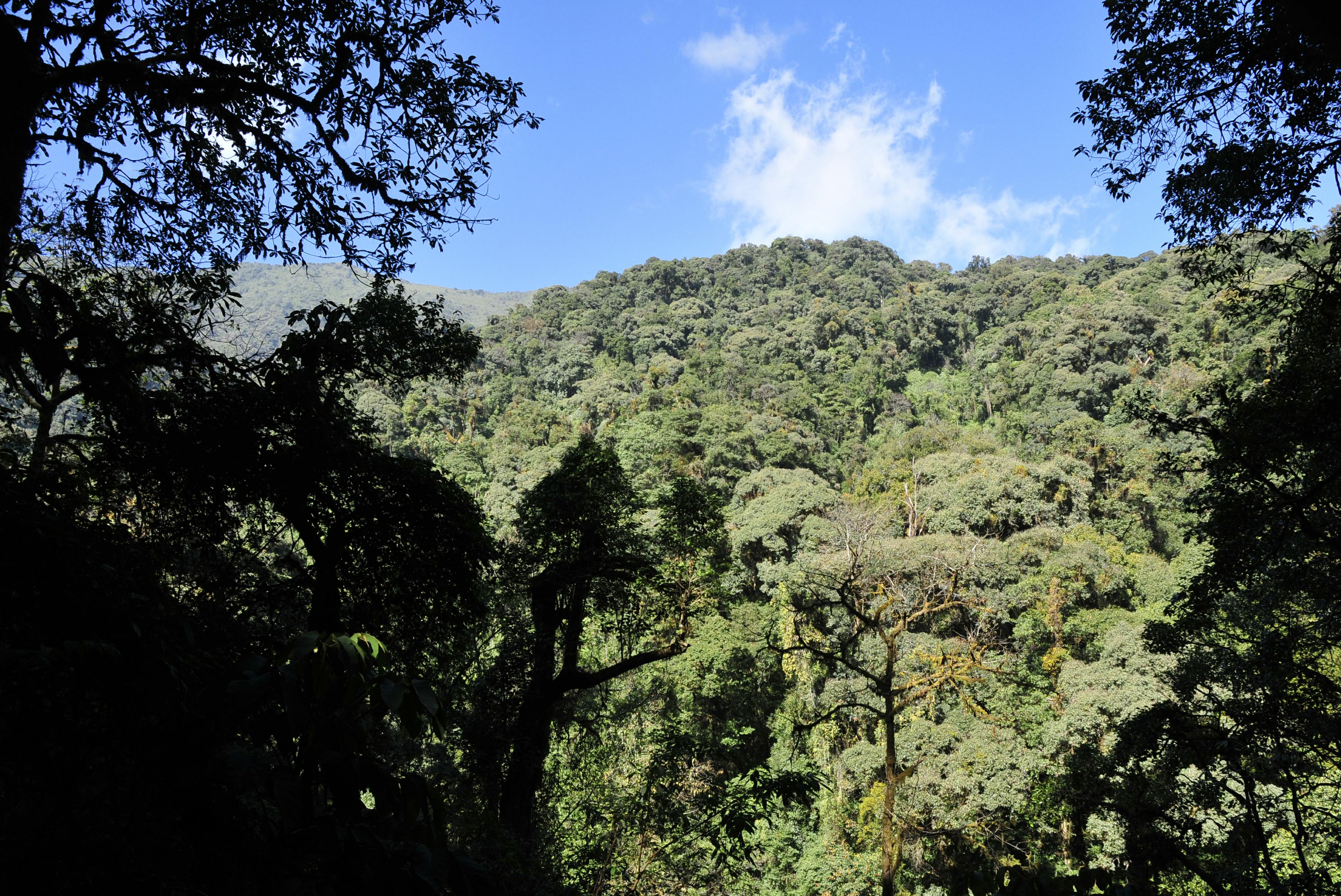 /lanyaWeb/lincangnews/upload/image/20210920/1632118225568222.jpg 双江自治县勐库古茶山_极速看图.jpg