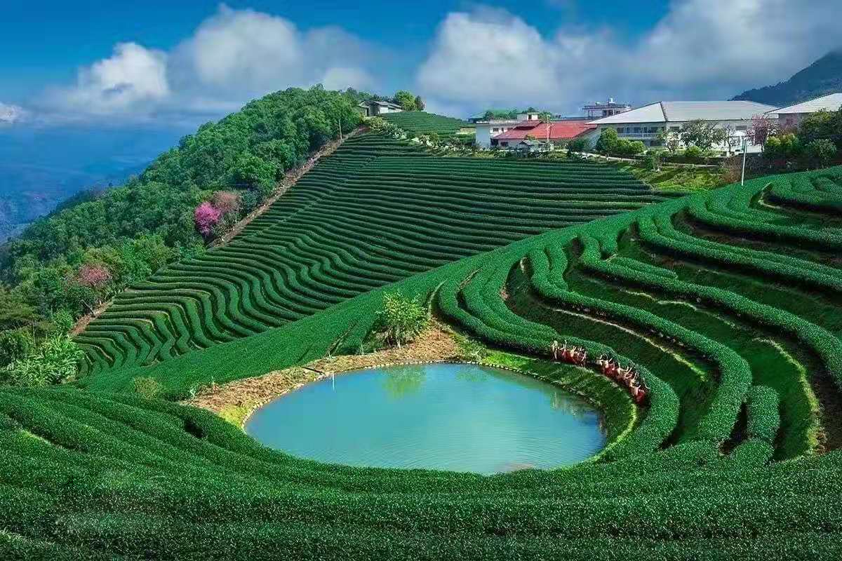 /lanyaWeb/lincangnews/upload/image/20210920/1632118267660336.png 双江自治县荣康达庄园_极速看图.png