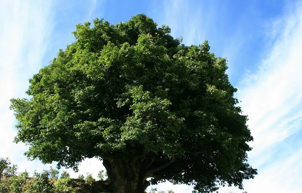 /lanyaWeb/lincangnews/upload/image/20211014/1634173085148055.jpg 10.jpg