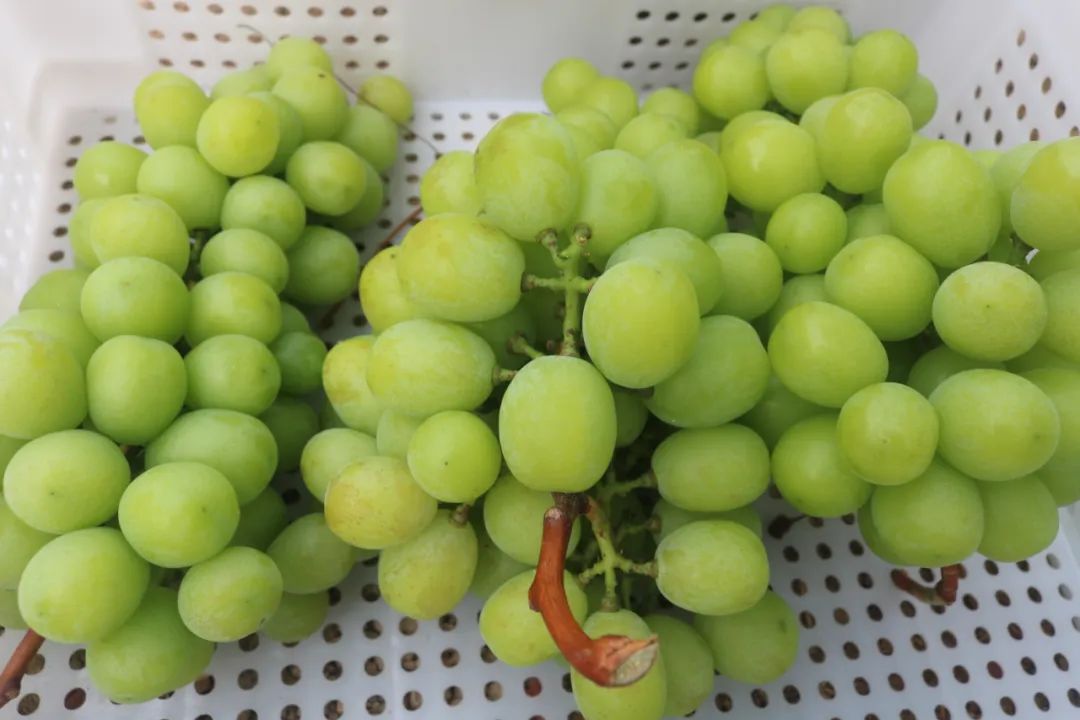 /lanyaWeb/lincangnews/upload/image/20220629/1656469872510608.jpg 640 (1).jpg