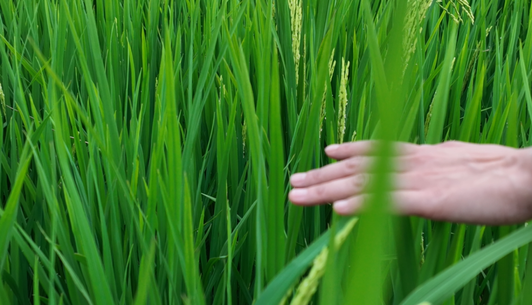 /lanyaWeb/lincangnews/upload/image/20220716/1657956011113774.png 640 (1).png