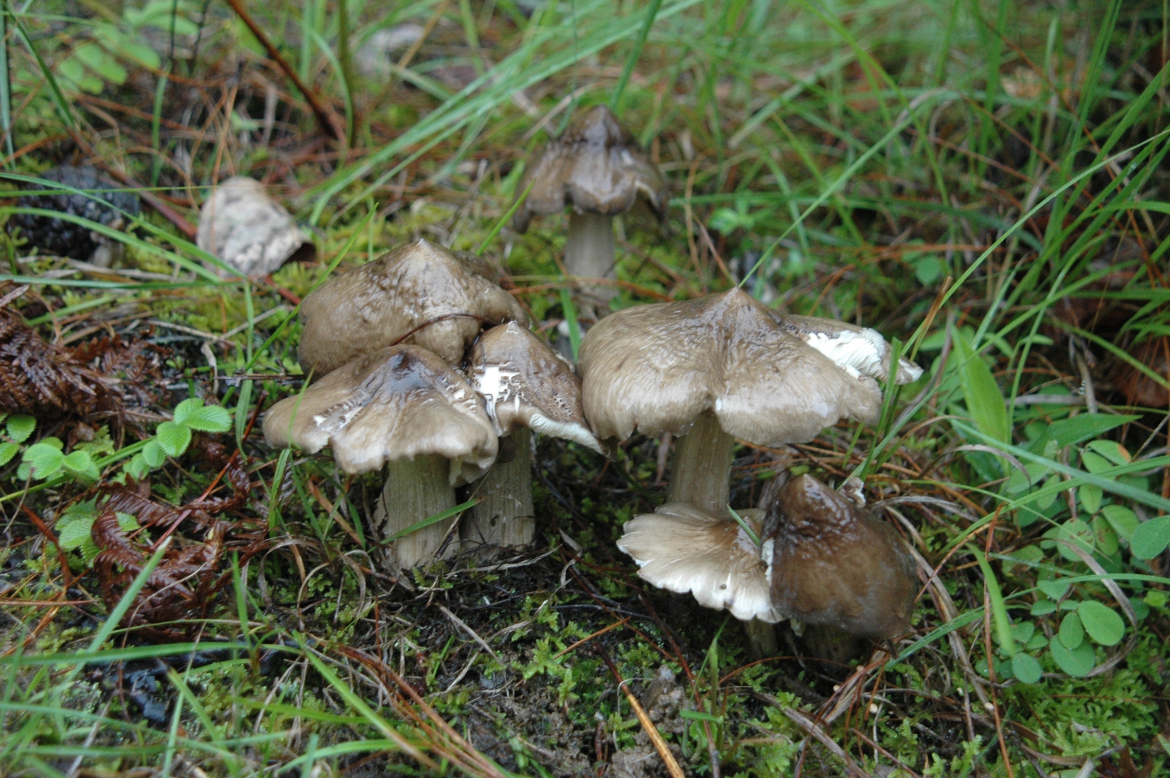1718330256376391.jpg 10.jpg