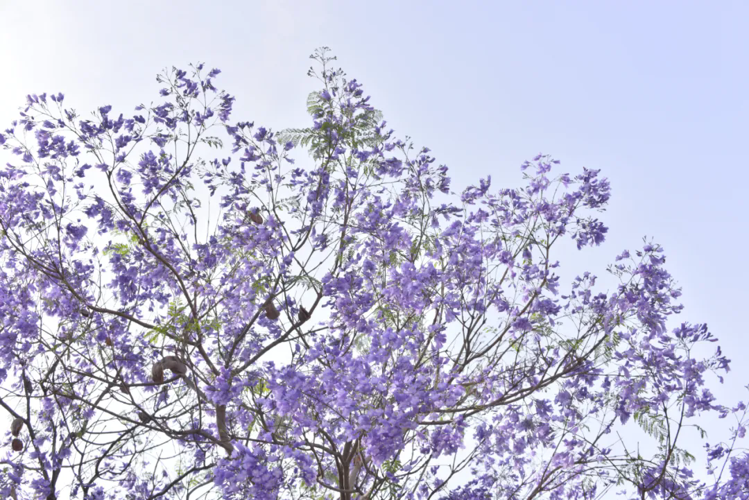 1745375131841057.png 640_wx_fmt=jpeg&from=appmsg&tp=webp&wxfrom=5&wx_lazy=1 (1).webp.png