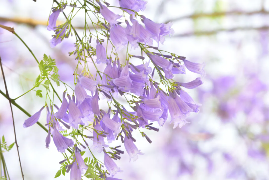 640_wx_fmt=jpeg&from=appmsg&tp=webp&wxfrom=5&wx_lazy=1.webp (9).png
